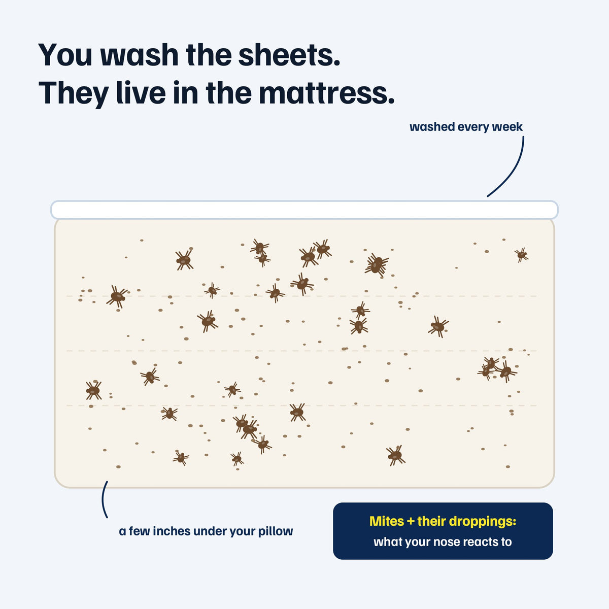 A mattress cutaway: clean sheets on top, dust mites living in the foam underneath